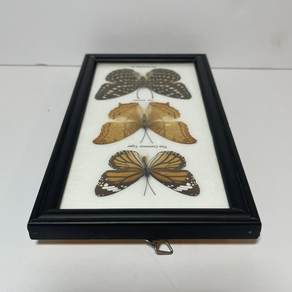 REAL LIFE: Framed Butterflies Specimens Common Tiger Cruiser Archduke 8" Vintage - Picture 8 of 12